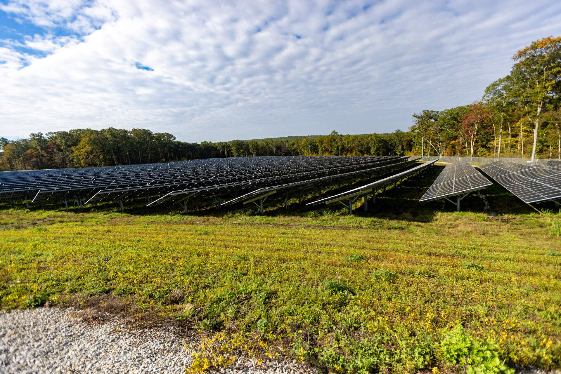 Wallum Lake Solar Farm in Douglas consists of 22,400 solar panels on 30 acres. (Jesse Costa/WBUR)