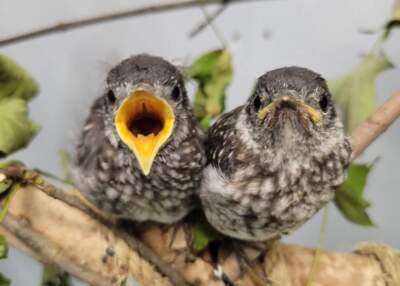 ‘It felt like I was holding the sun’: The gift of baby birds