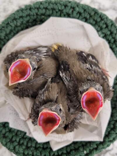 Cedar waxwings at the Vermont Institute of Natural Science (VINS), Center for Wild Bird Rehabilitation, in 2023. (Courtesy VINS)