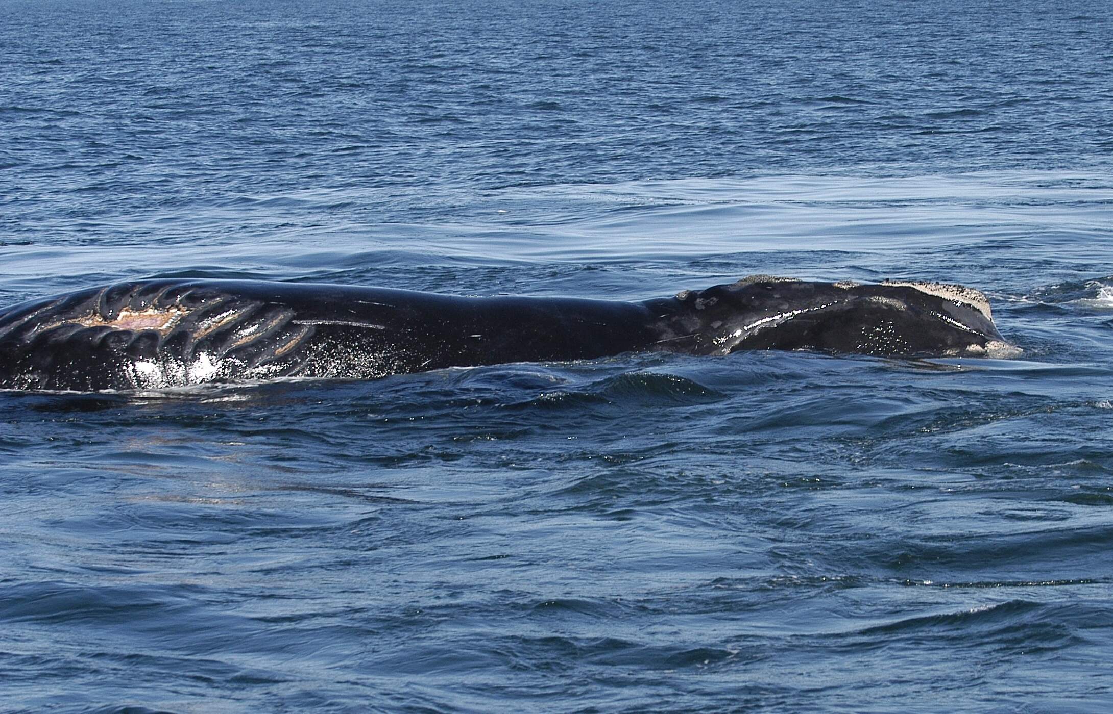 A right whale named