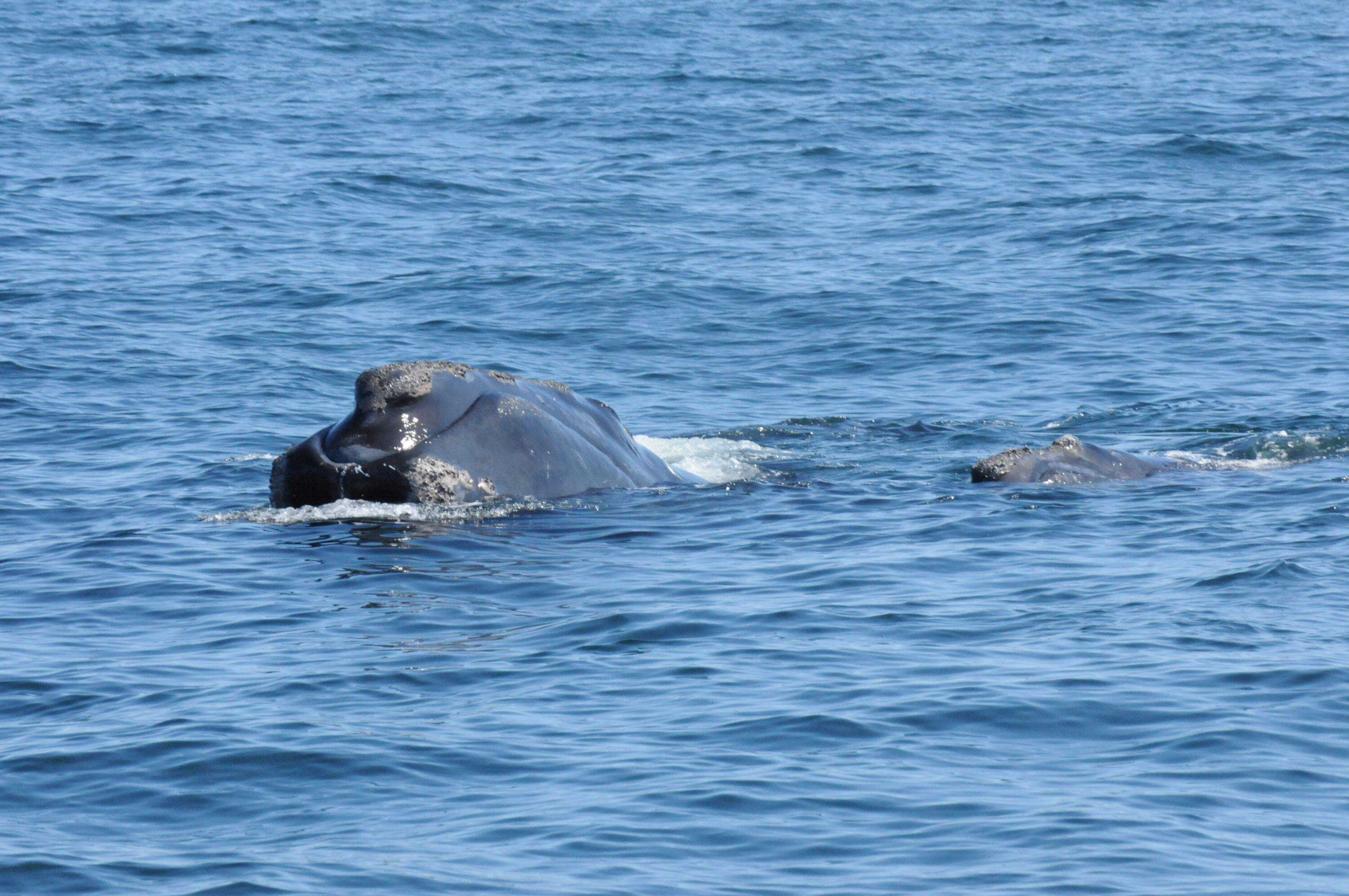A whale named Pilgrim in Cape Cod Bay with her new calf in April 2023. The 10-year-old right whale was the only first-time mother this season. (Courtesy New England Aquarium and Woods Hole Oceanographic Institution)