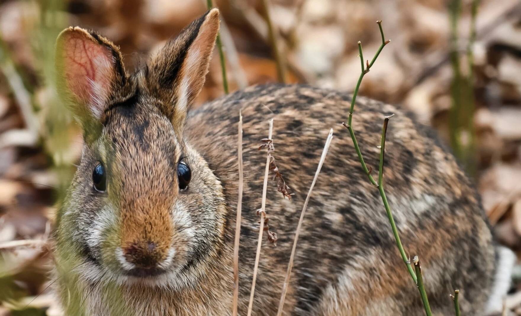A New England cottontail rabbit. (U.S. Fish And Wildlife Service via Maine Public)