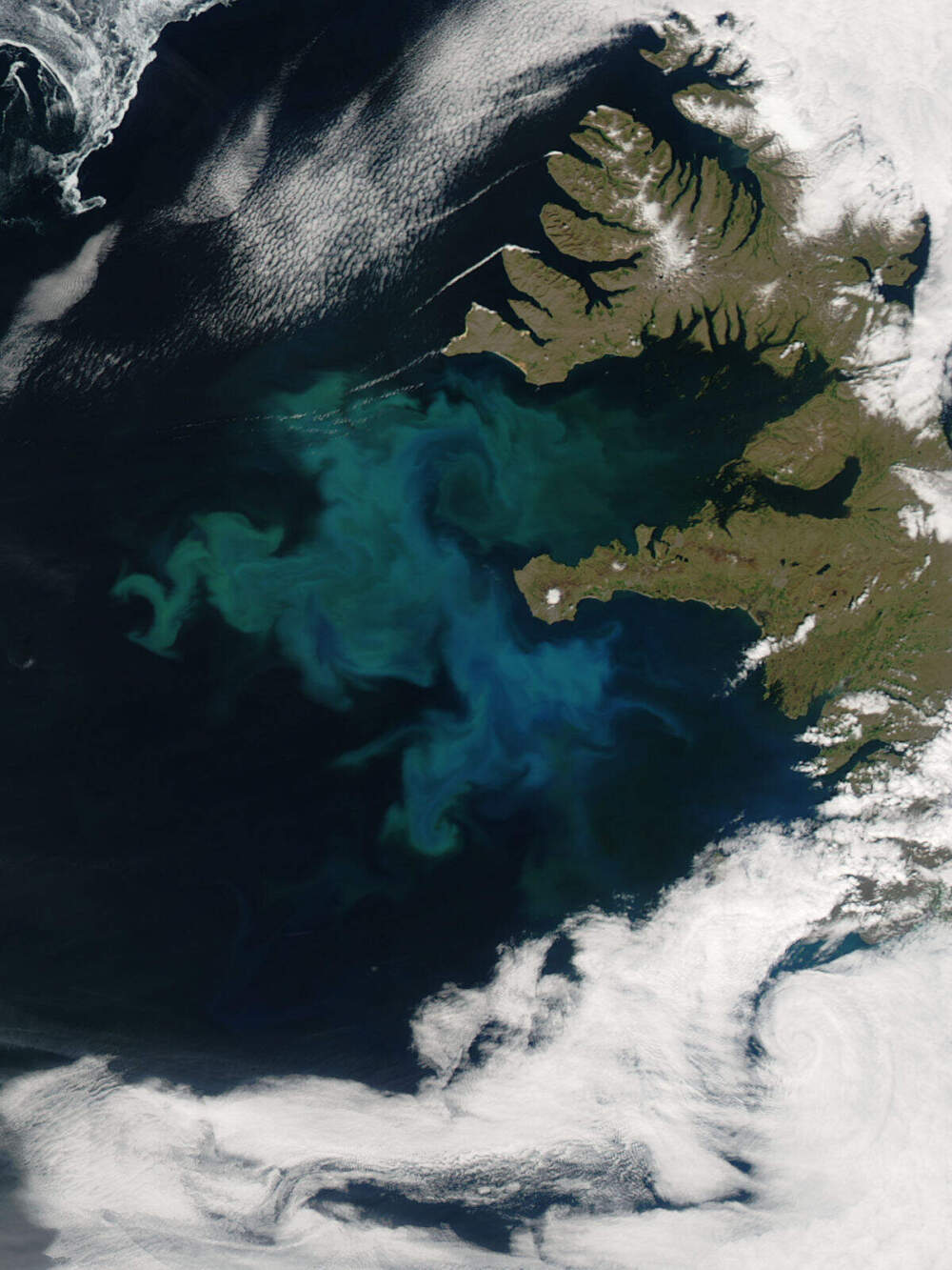 Phytoplankton bloom off western Iceland, 2010. Courtesy NASA