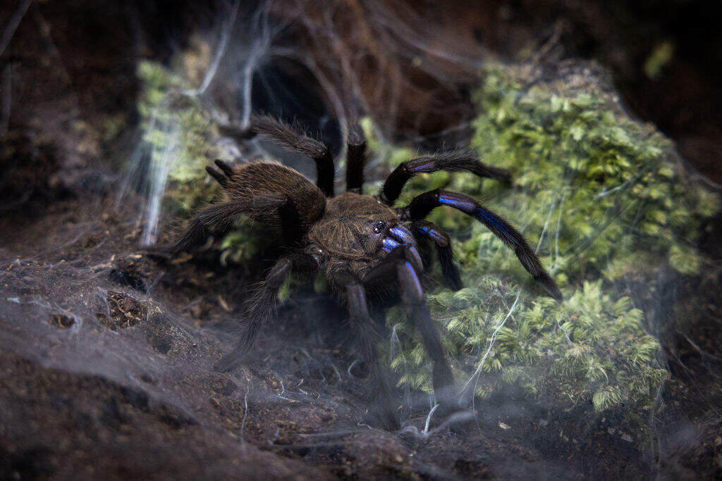A newly discovered electric-blue tarantula, scientifically known as Chilobrachys natanicharum, at Khon Kaen University in Khon Kaen, Thailand. (Photo by Lauren DeCicca/Getty Images)