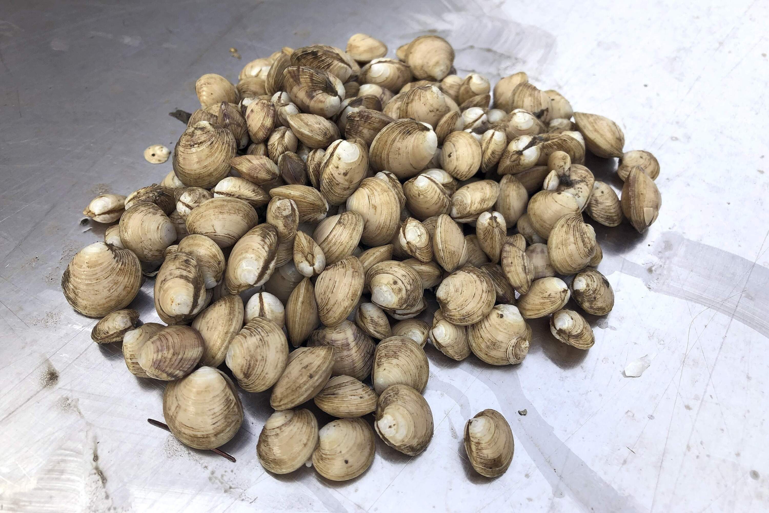 A pile of young quahogs is seen at an aquaculture site in Georgetown, Maine. (Patrick Whittle/AP)