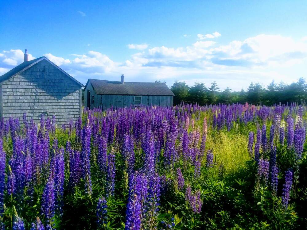 Lupines and a barn on Prince Edward Island. (Courtesy Holly Robinson)