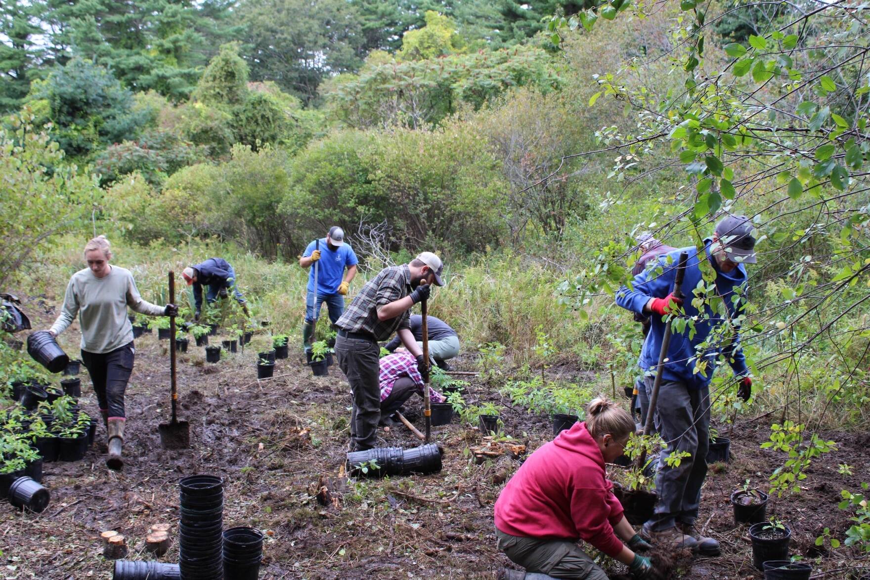 Volunteers planting native elderberry and other shrubs to create New England Cottontail habitat on Cutts Island in Kittery in September. (U.S. Fish And Wildlife Service via Maine Public)