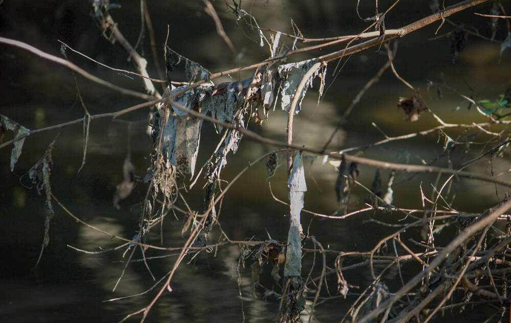 Toilet paper hangs from low-lying branches near a CSO outfall on Alewife Brook. (Miriam Wasser/WBUR)