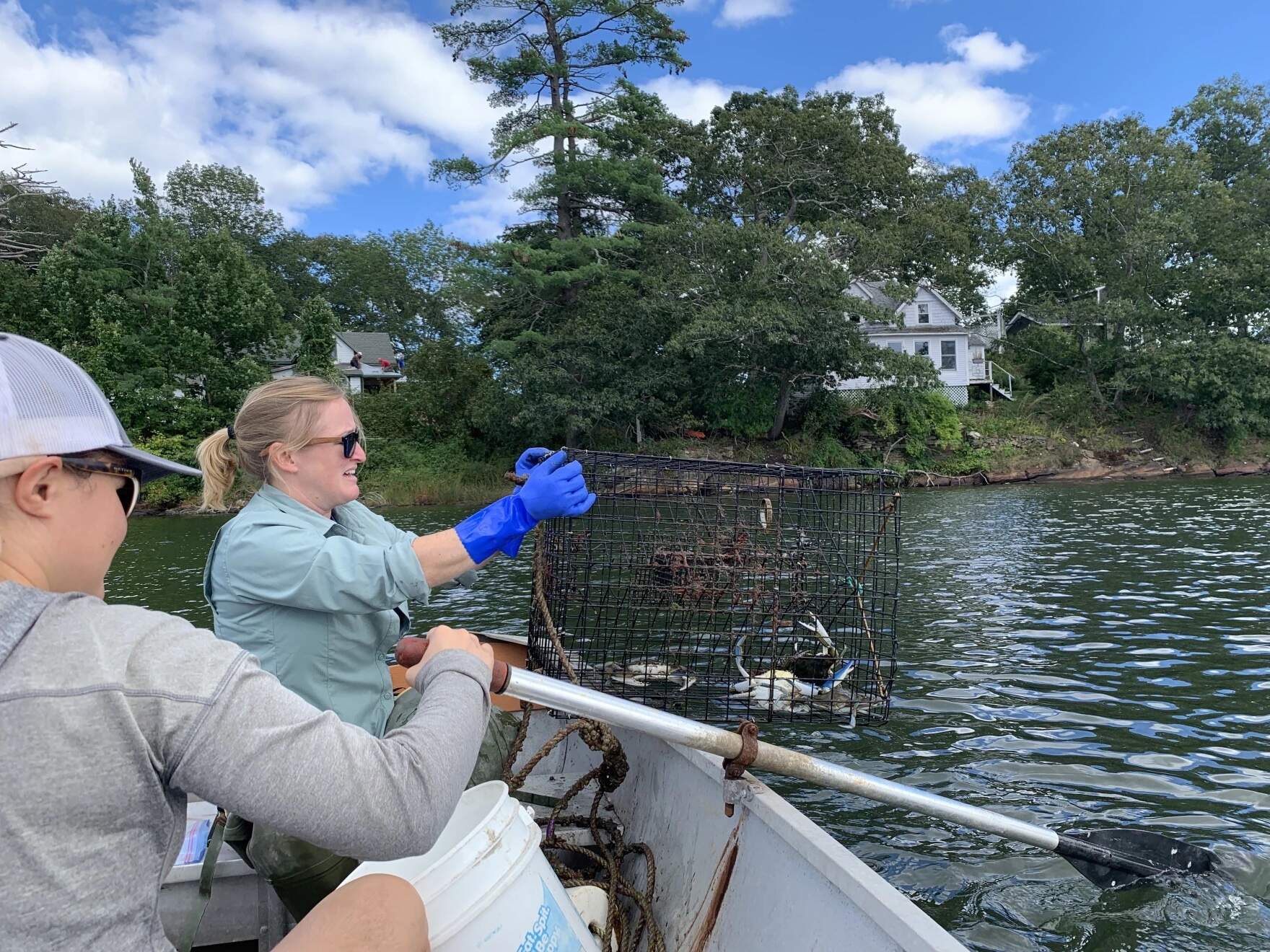 Jessie Batchelder, left, and Marissa McMahan, center, pull one of two traps from the Webhannet Marsh. (Nicole Ogrysko/Maine Public)Jessie Batchelder, left, and Marissa McMahan, center, pull one of two traps from the Webhannet Marsh. (Nicole Ogrysko/Maine Public)