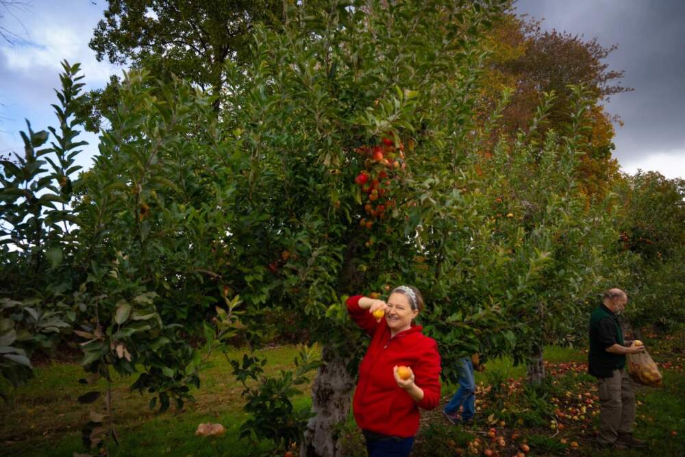 Lindsey Shaklee says gleaning reminds her of the cooperation between humans and nature. The proximity of the winter makes her reflect that as productive as we can be, we also have to find time to recharge and rest. (Gabriela Lozada/NHPR)