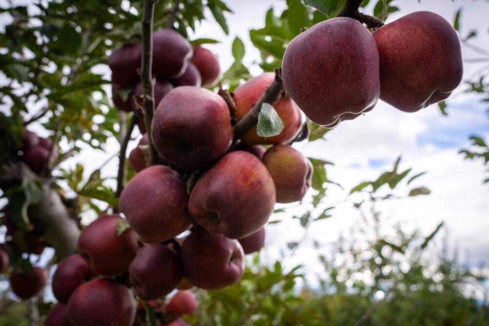 One of the many branches stocked with gala apples at Kimball Fruit Farms. The young couple who own it say one of their missions is to help everyone enjoy the fresh fruit and vegetables they have. “We do EBT and farmers markets vouchers,” he said. “This is just a great way to do it.” (Gabriela Lozada/NHPR)