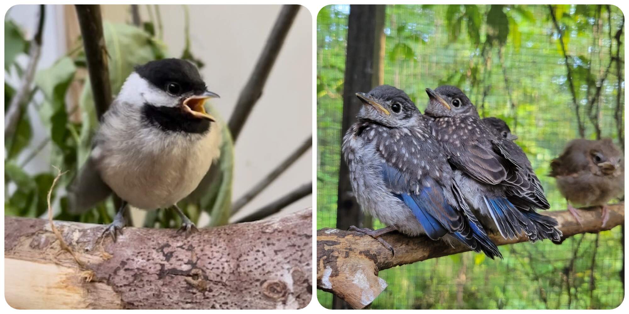 At the Vermont Institute of Natural Science: Black-capped chickadee (left)(Courtesy Betsy Vereckey) and Eastern bluebirds (right)(Courtesy VINS) 