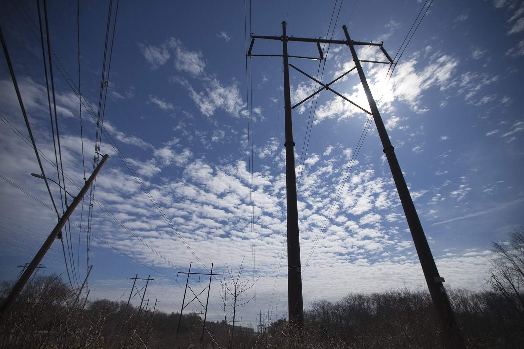Power lines in Massachusetts. (Jesse Costa/WBUR)
