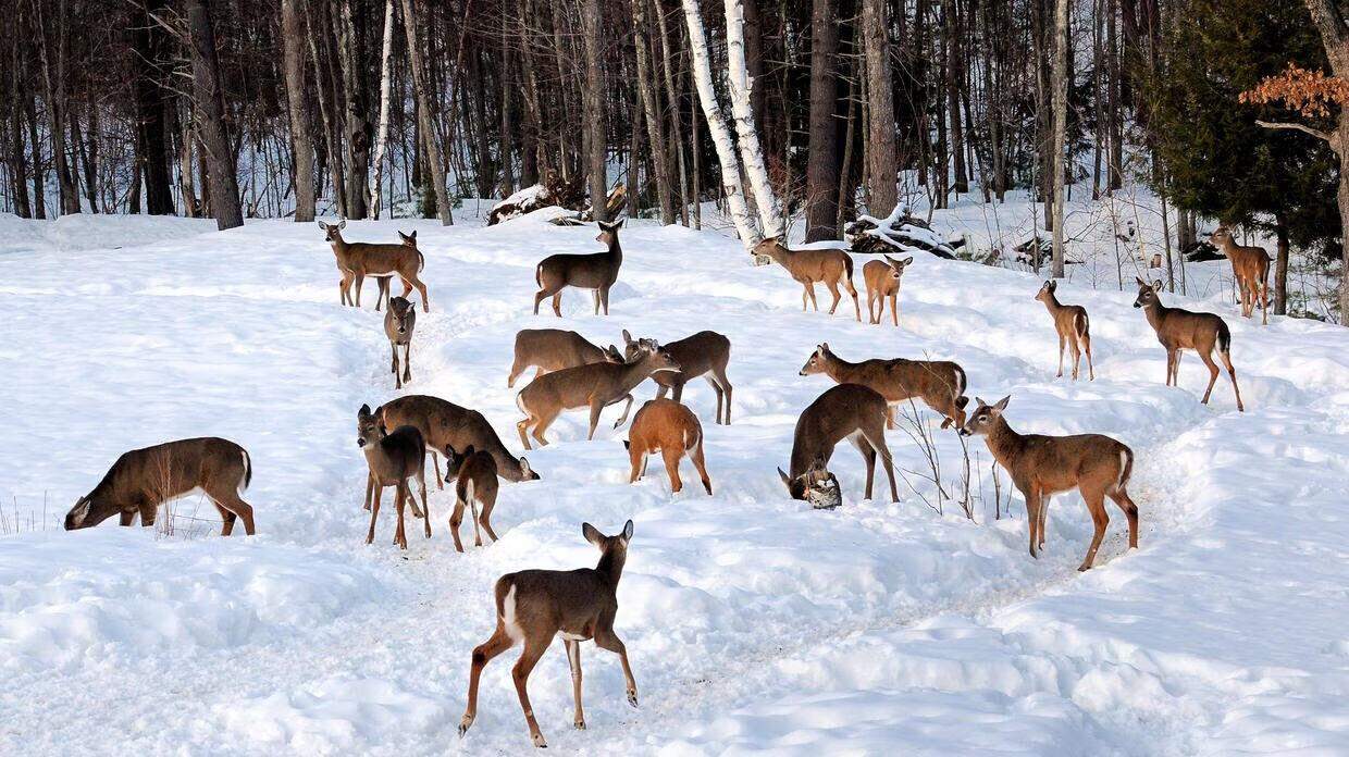 Deer in the snow. (Courtesy of the Division of Fisheries and Wildlife via SHNS)