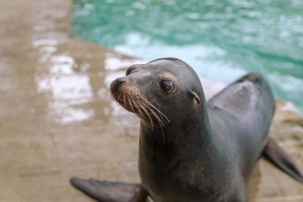 Giovanni, a 15-year-old female California sea lion, moved to the New England Aquarium in June from a zoo in Birmingham, Ala. (New England Aquarium via SHNS)