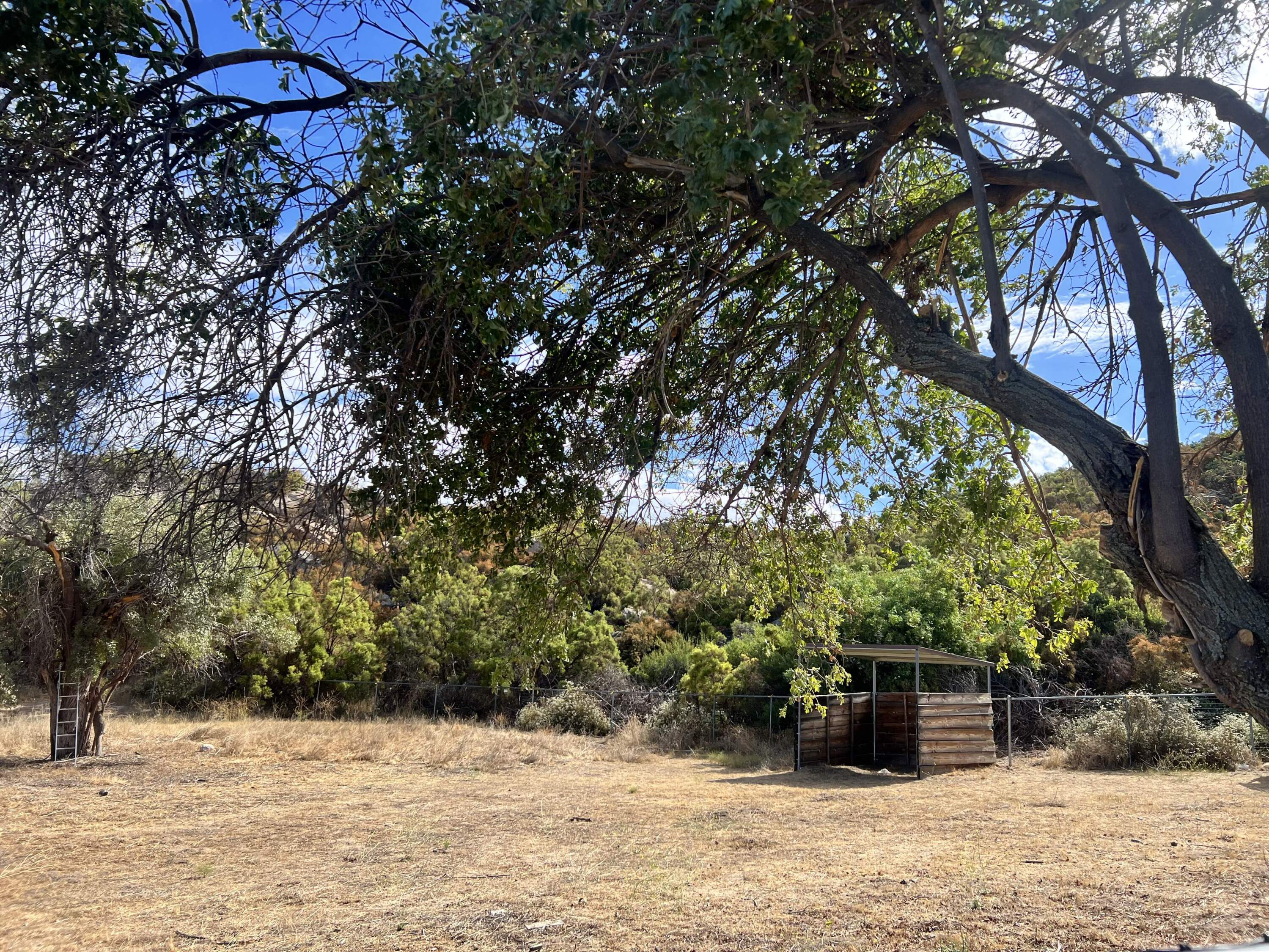 Workers at illegal marijuana farms in Anza, California, abandon their guard dogs when they're no longer needed. The dogs run in packs and are believed to kill livestock and terrorize people. (Madison Aument/KVCR)