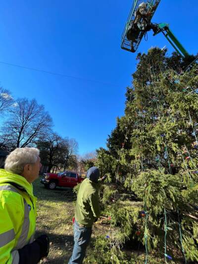 John McGrath (left) oversees his crew as they install the lights on the official Boston Christmas tree after it arrived from Nova Scotia. (Laney Ruckstuhl/WBUR)