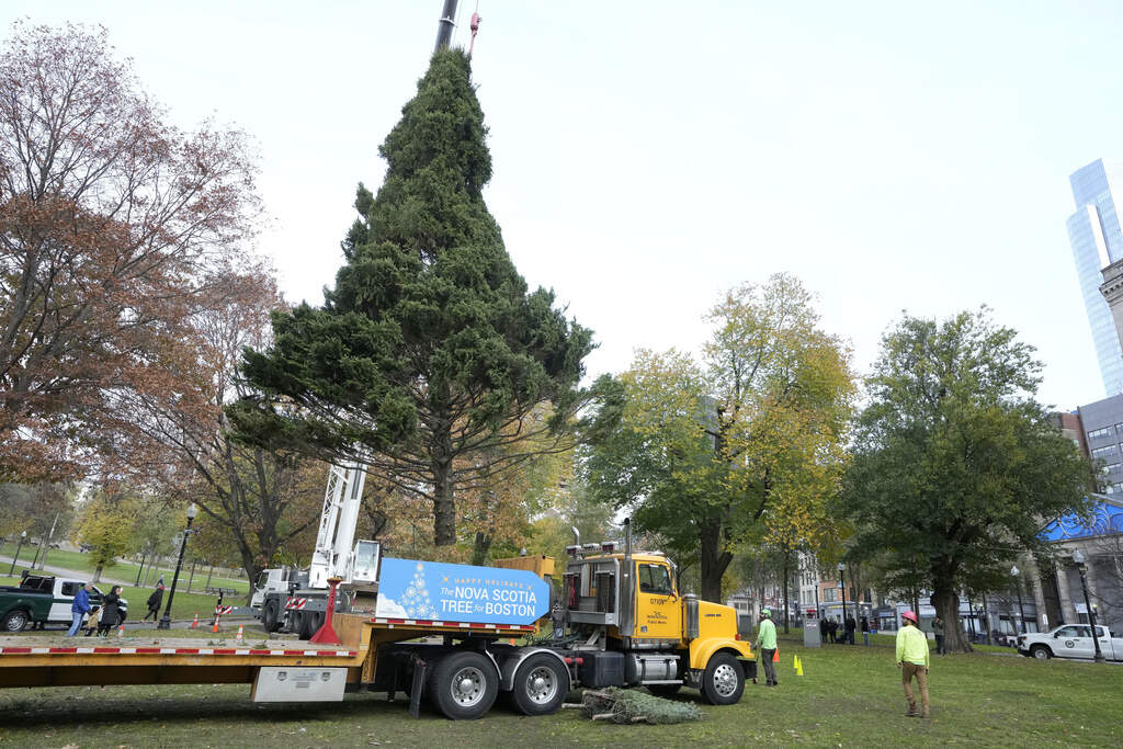 A crane hoists the 2023 "Tree for Boston," an annual gift from Nova Scotia. (Steven Senne/AP)