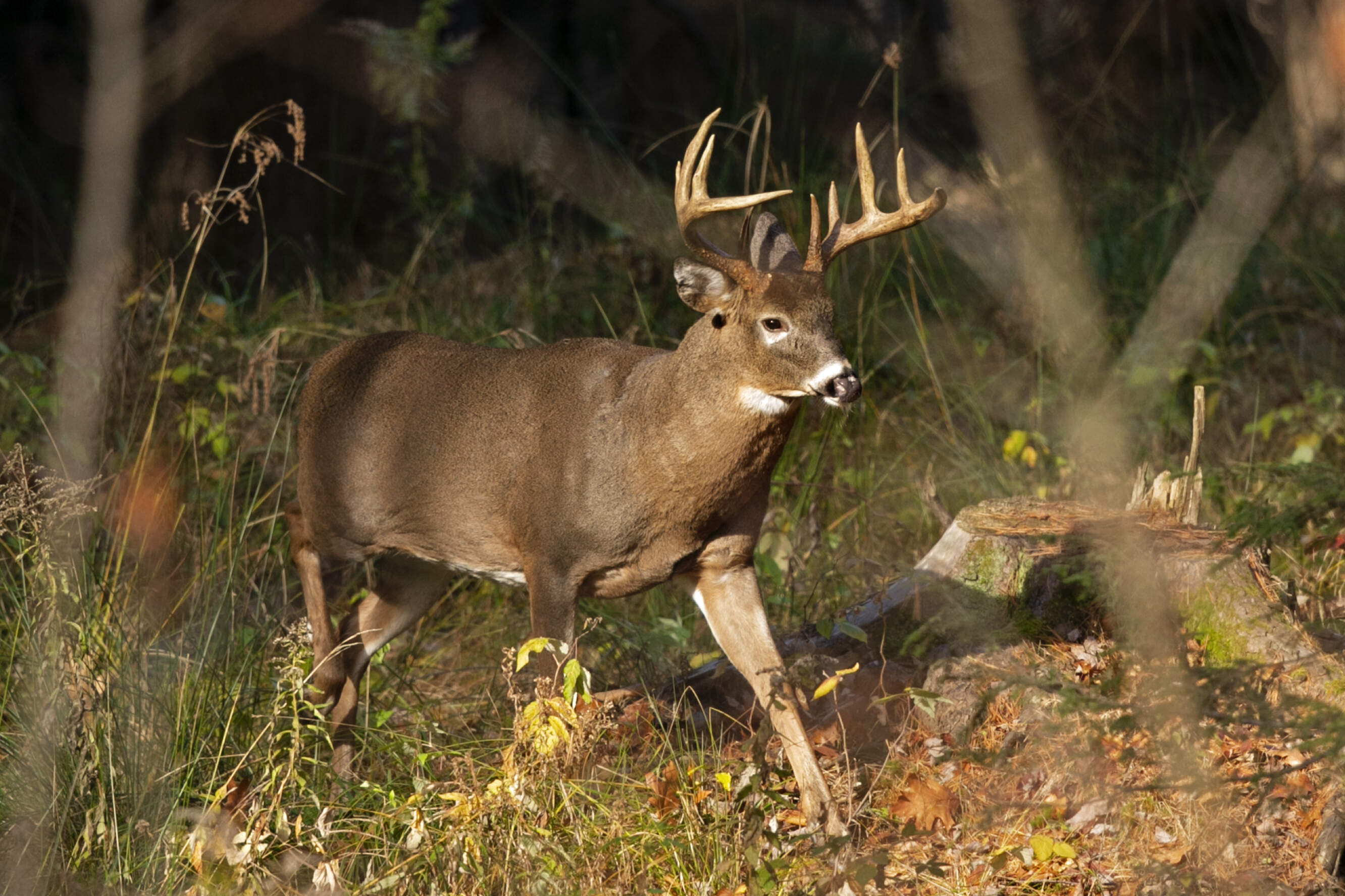 A white-tailed deer walks through the woods in Freeport, Maine. (Robert F. Bukaty/AP)