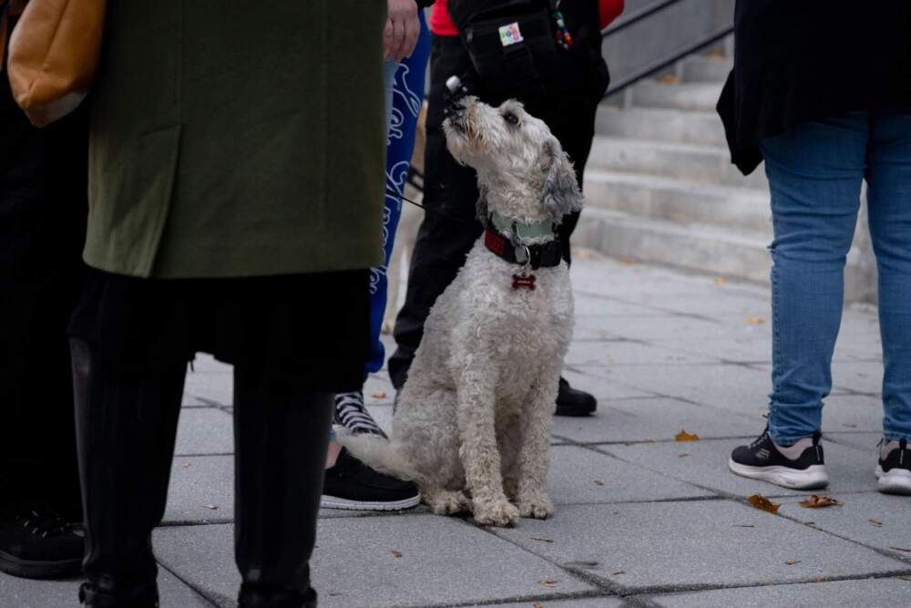 Georgia, a therapy dog, looks around at people outside of the Basilica of Saints Peter and Paul in Lewiston, Maine, before the OneLewiston Community Vigil. (Raquel C. Zaldívar/New England News Collaborative)