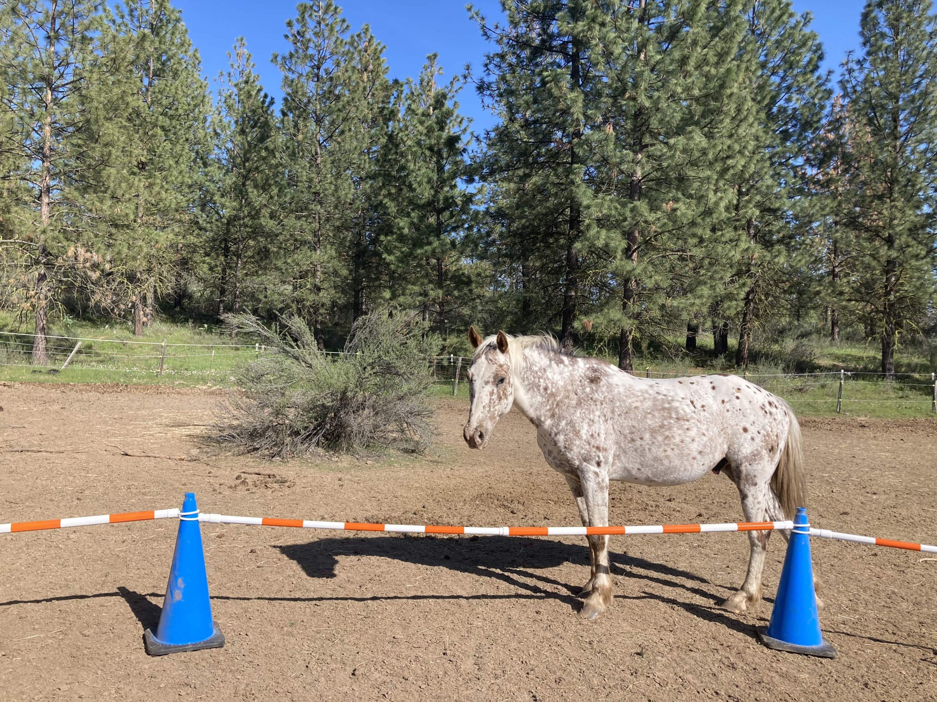A training session with Jack, the appaloosa mustang Allison Burke rescued and plans to rehome through her program, Spqni Equines in Transition. (Ashley Ahearn)