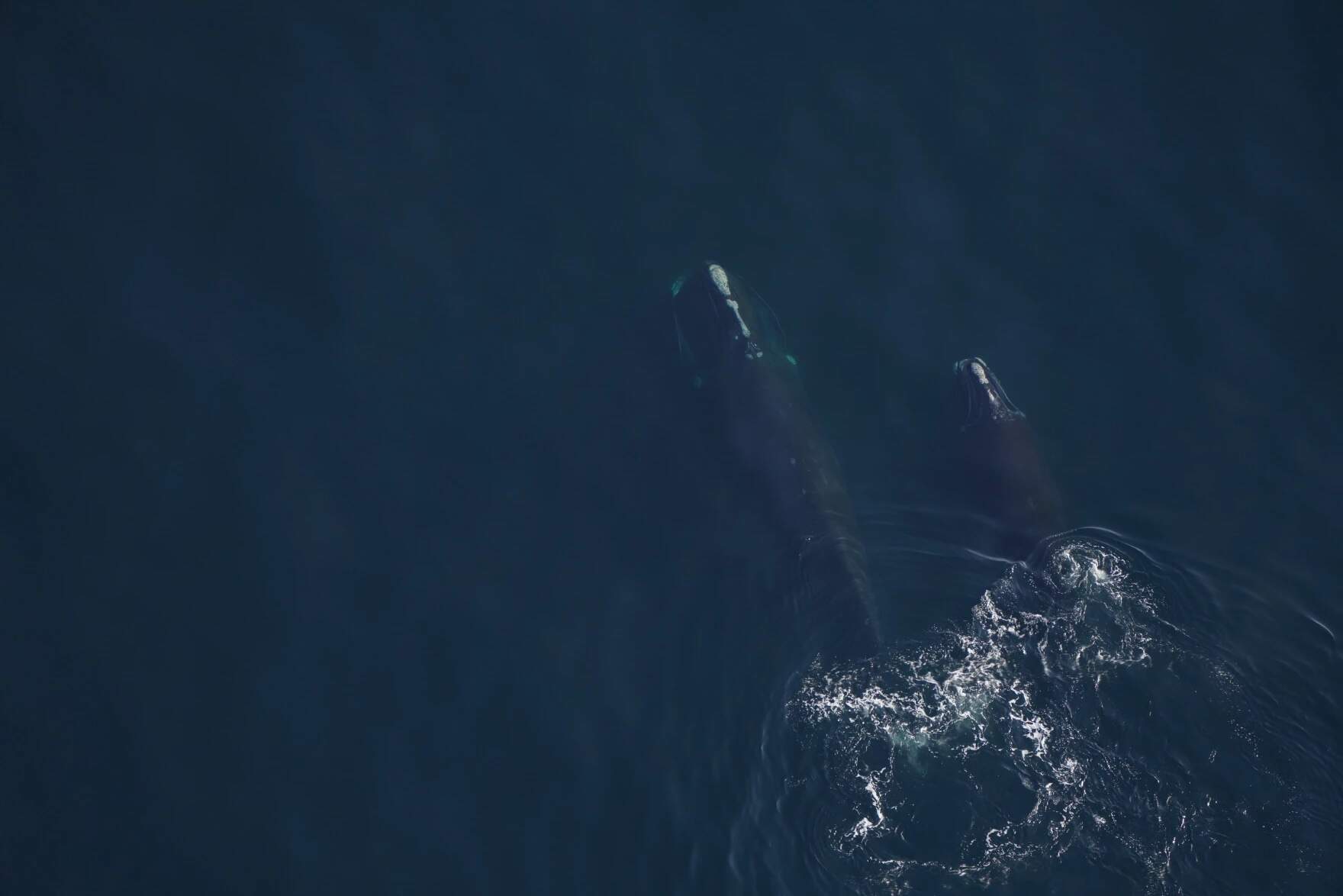 The New England Aquarium's aerial survey team spotted right whale "Pediddle" and her 10-month-old calf foraging in the Gulf of Maine. (Courtesy Of The New England Aquarium via Maine Public)