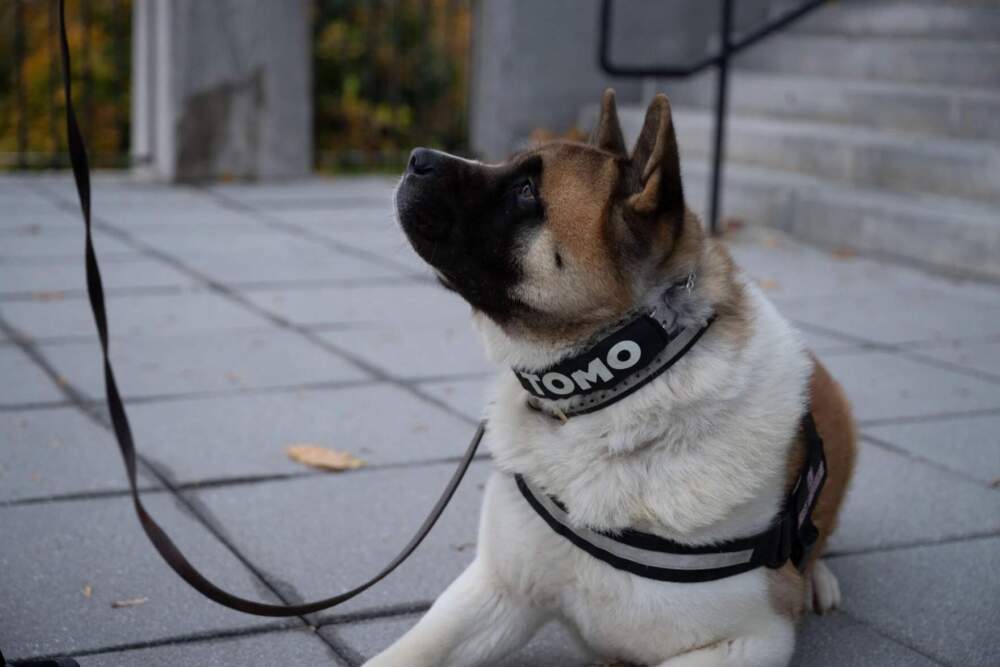 Therapy dog Tomo, an American Akita, looks up at his handler, Kim Fontaine, outside of the Basilica of Saints Peter and Paul in Lewiston, Maine, before the OneLewiston Community Vigil. (Raquel C. Zaldívar/New England News Collaborative)
