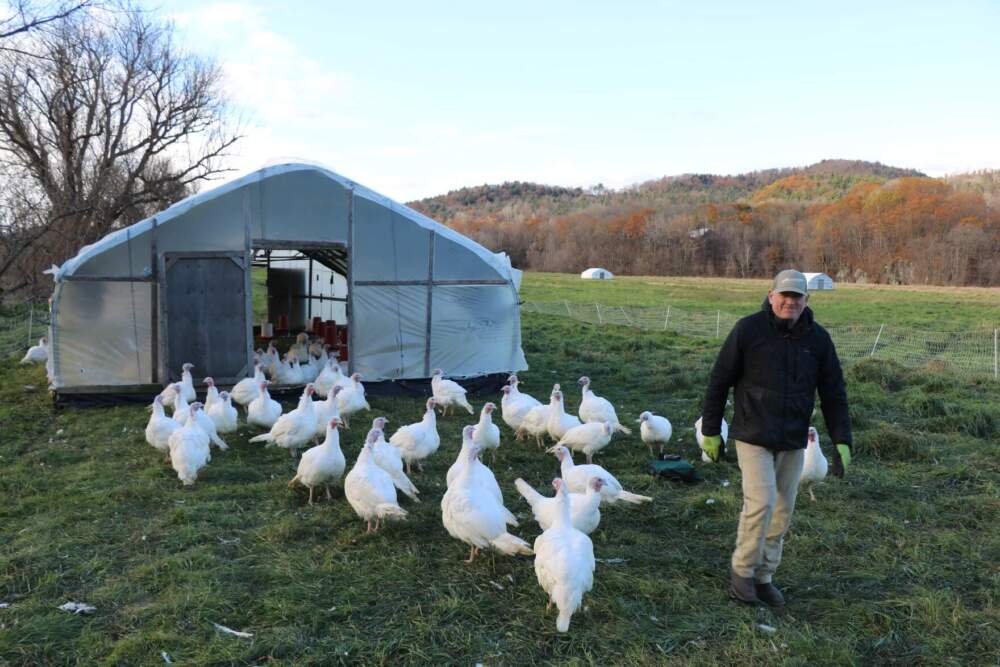 Bruce Hennessy, bu yıl Şükran Günü için Richmond'daki çiftliğinde yetiştirdiği hindilerden bazılarıyla birlikte yürüyor.  (Howard Weiss-Tisman/Vermont Eyaleti Kamuoyu)