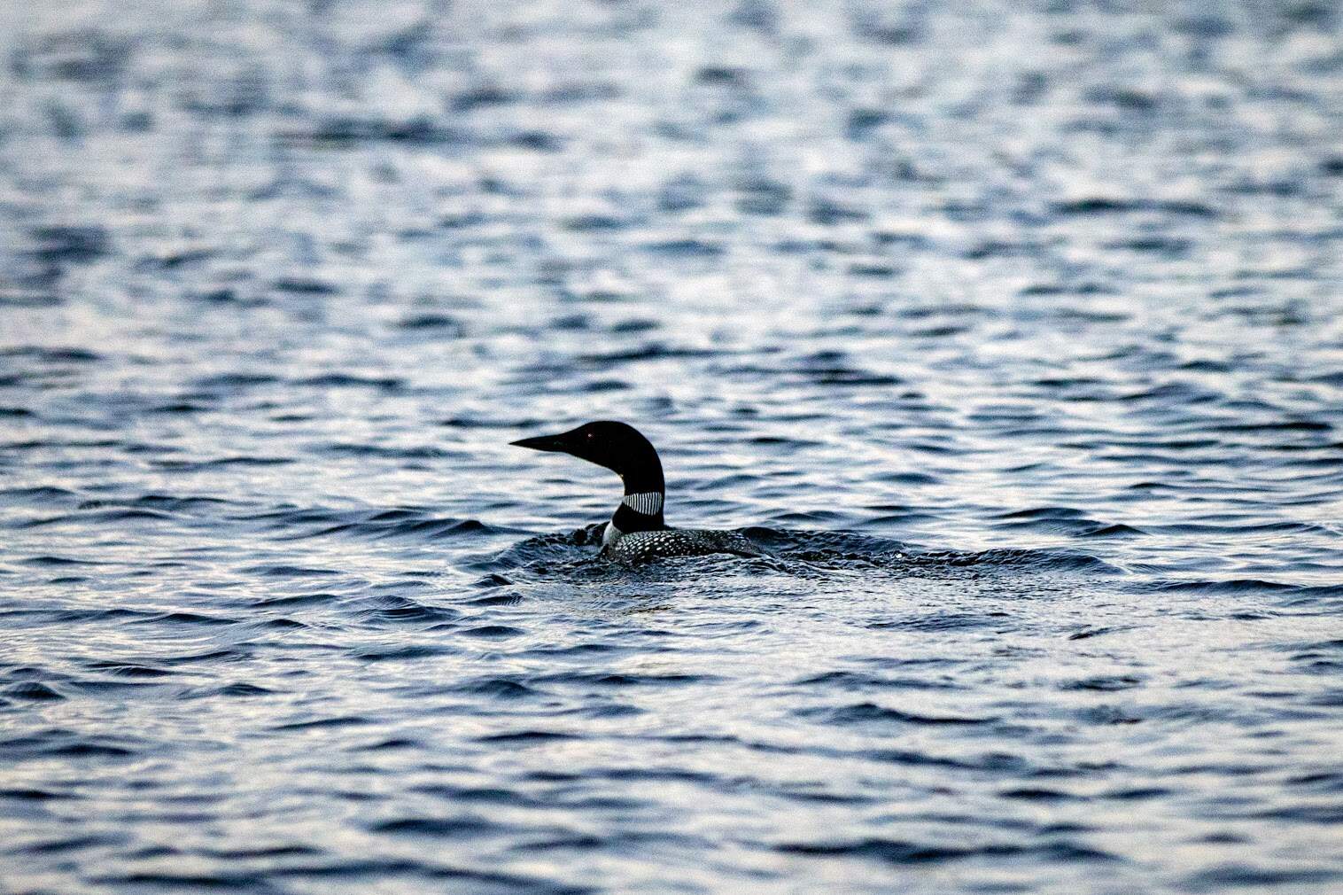 An adult Common Loon floating in Sebego Lake in Standish, Maine at dusk. (Jesse Costa/WBUR)