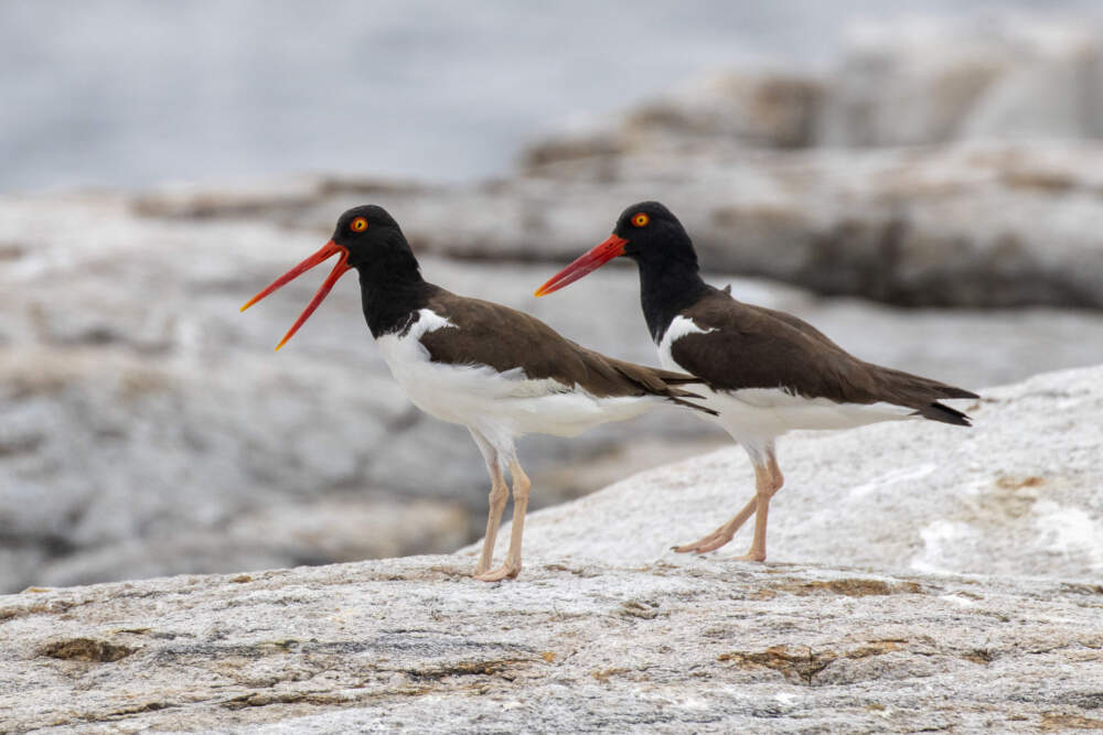 A pair of American Oystercatchers in Maine. Courtesy Shiloh Schulte / Manomet