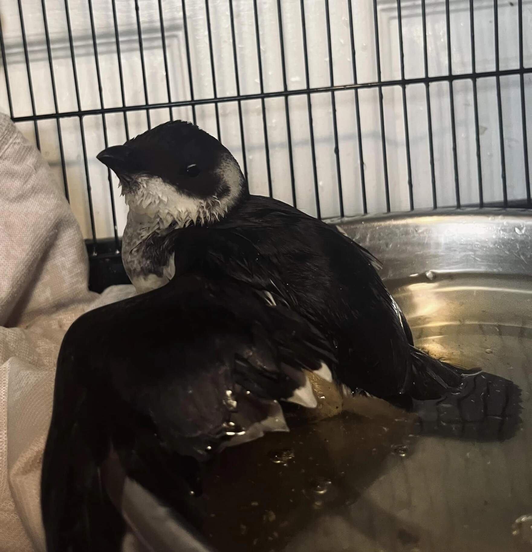 Knaggs says when she started doing wildlife rehab work this summer, she got calls almost every day about injured animals in the Northeast Kingdom. (Courtesy of Emily Knaggs via Vermont Public)