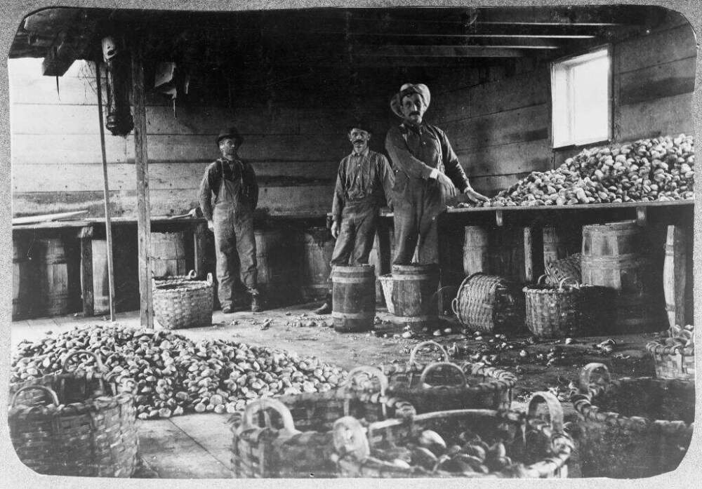 Heaps of oysters on an oyster barge in New York City, circa 1890. (Photo by Archive Photos/Getty Images)