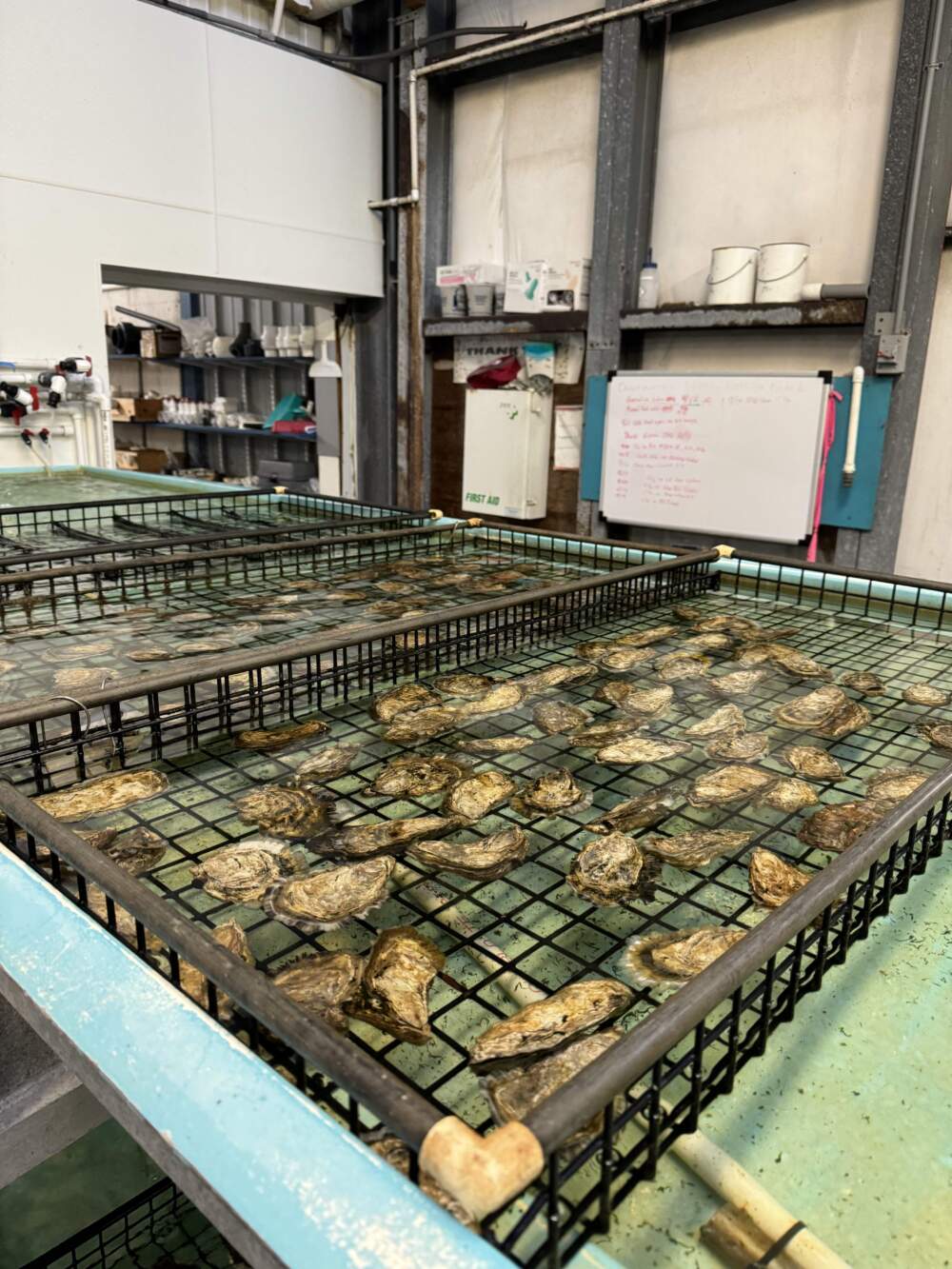 Oysters at the Taylor Shellfish hatchery in Dabob Bay, Washington. (Chris Bentley/Here & Now)