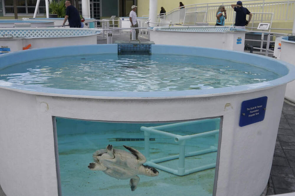 "Frosty," a Kemp's Ridley sea turtle, swims in a tank. (Marta Lavandier/AP)
