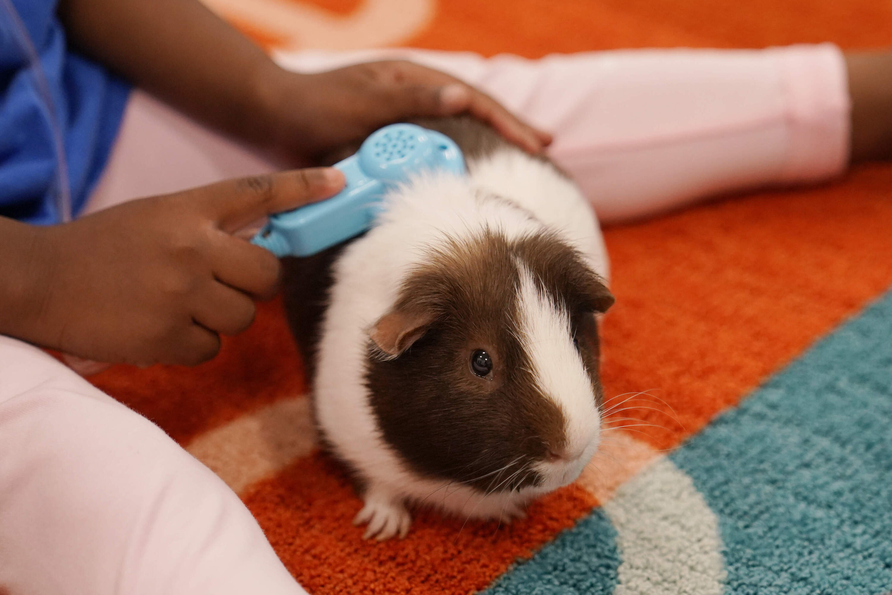 A student plays with a guinea pig in class. (Sue Ogrocki/AP)
