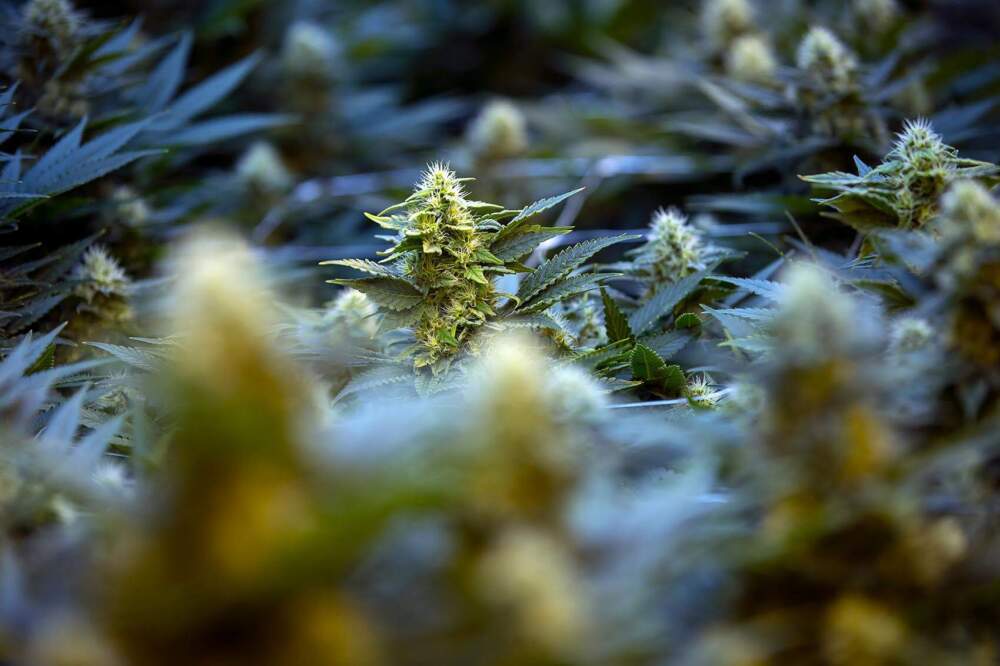 Cannabis plants in one of the flowering rooms at Sira Naturals. (Jesse Costa/WBUR)