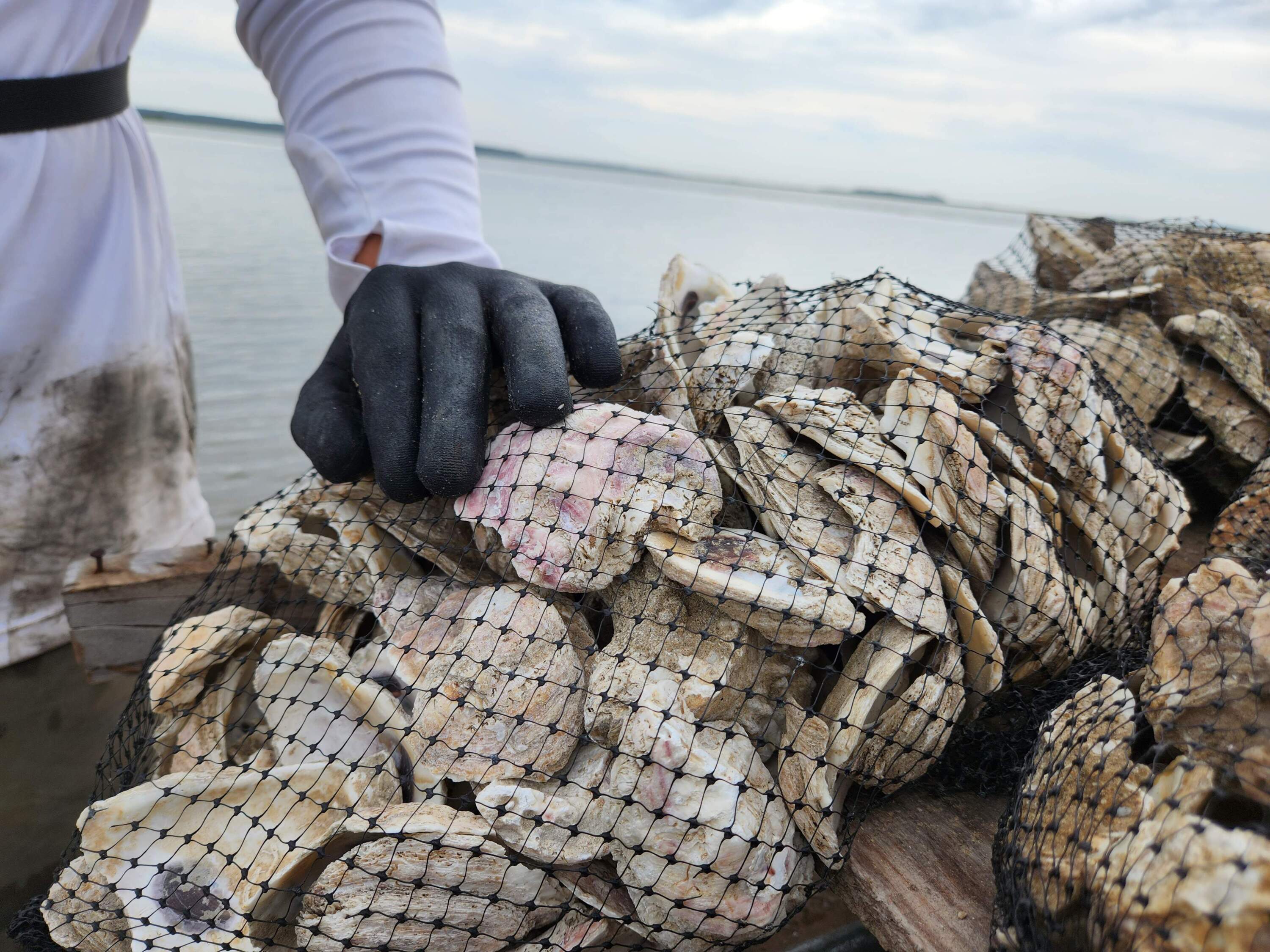 Scientists want to bring back oyster reefs to fight climate change