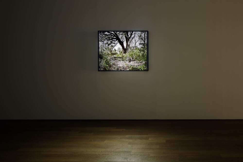 Installation view of Steve McQueen's &quot;Lynching Tree&quot; at Schaulager Münchenstein/Basel, 2013. (Courtesy of the artist, Marian Goodman Gallery and Thomas Dane Gallery)