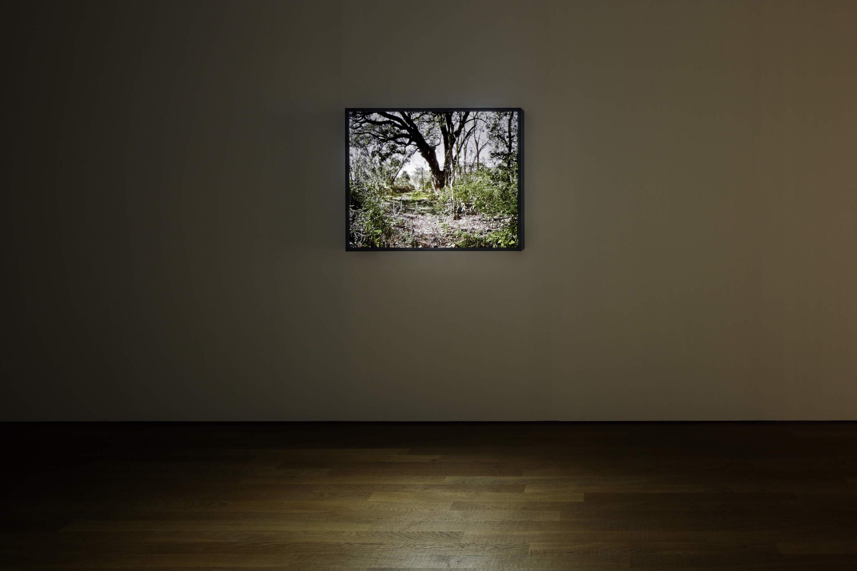 Installation view of Steve McQueen's "Lynching Tree" at Schaulager Münchenstein/Basel, 2013. (Courtesy of the artist, Marian Goodman Gallery and Thomas Dane Gallery)
