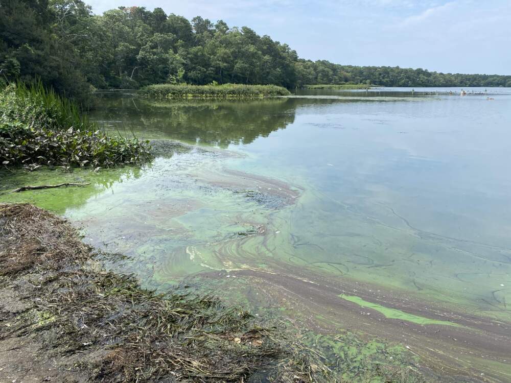 Algae bloom in West Reservoir, Harwich, Massachusetts, on Aug. 21, 2023. (Courtesy Association to Preserve Cape Cod)