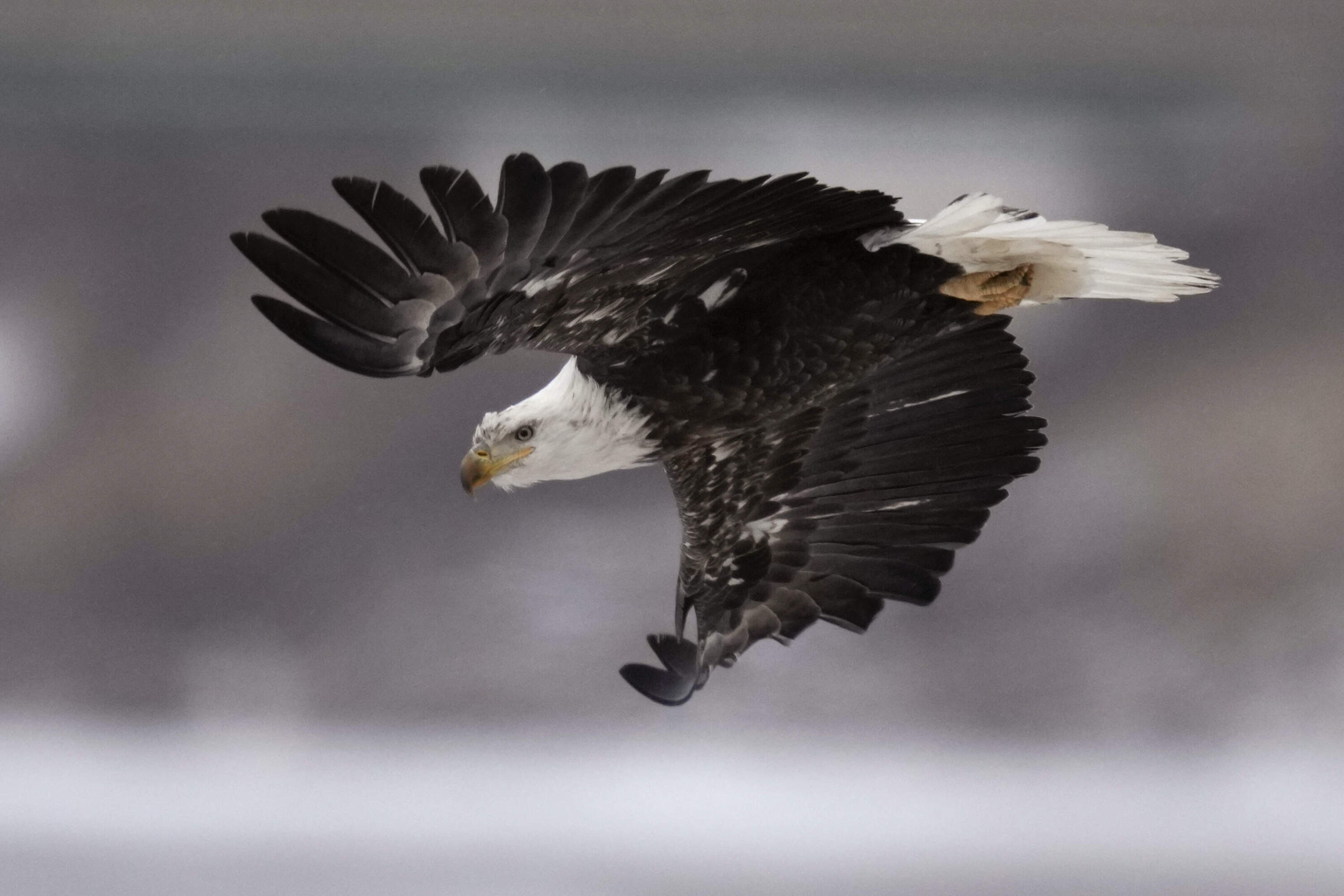 A bald eagle flies over a partially frozen Des Moines River, Dec. 21, 2022, in Des Moines, Iowa. (AP Photo/Charlie Neibergall, File)