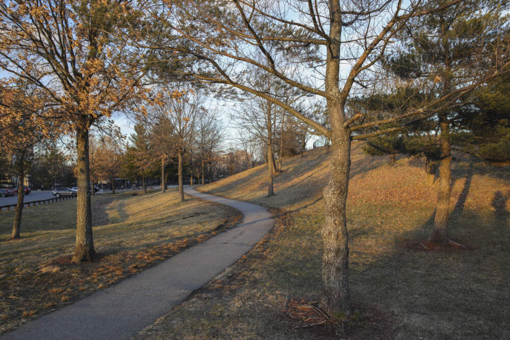 Danehy Park in Cambridge has a Miyawaki “pocket forest,” a new addition in 2021, which packs a dense assortment of native trees and plants into a stunning patch of wildness covering just a tenth of an acre, writes John Bullitt. (Nicolaus Czarnecki/MediaNews Group/Boston Herald via Getty Images)