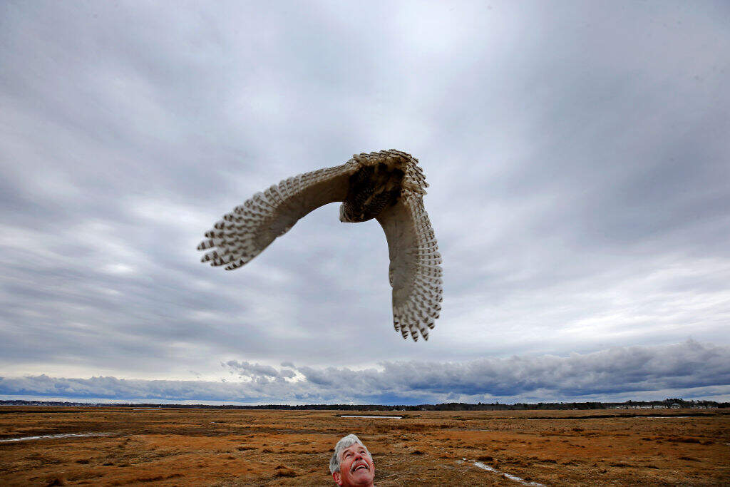 Mass Audubon's Norman Smith releases a snowy owl equipped with a transmitter at Salisbury Beach. (David L. Ryan/The Boston Globe via Getty Images)