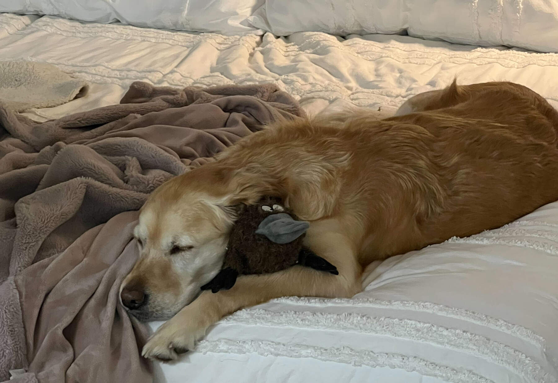 WBUR digital producer Derek Anderson's dog, Elsa the golden retriever with her platypus, Petey. Whether it's winter or not, it's always a 