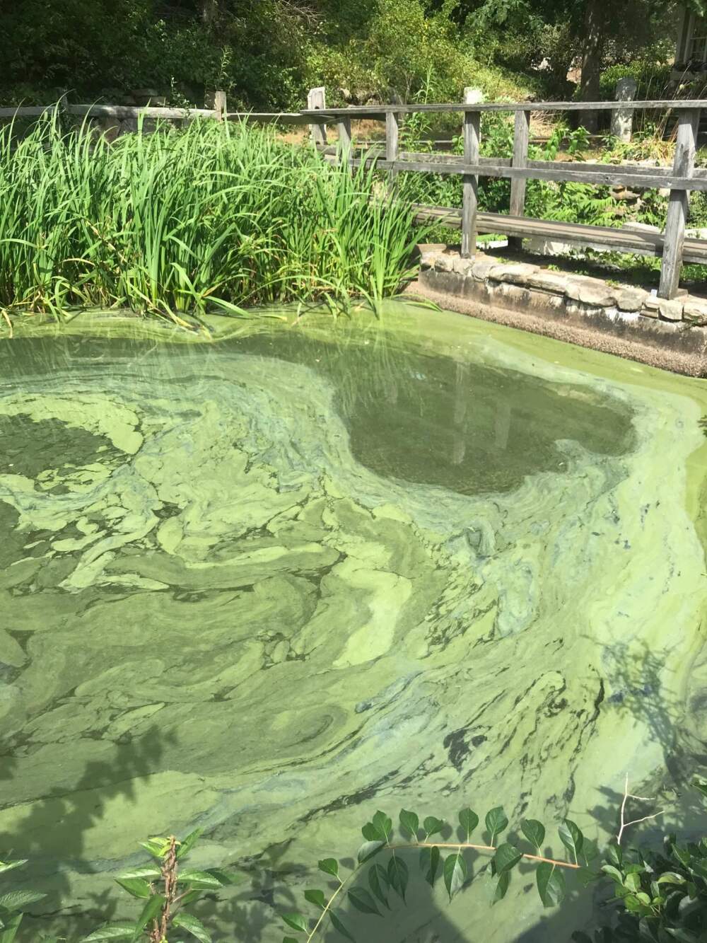 Algae bloom in Lower Mill Pond in Brewster, Mass., August 5, 2022. Courtesy Association to Preserve Cape Cod