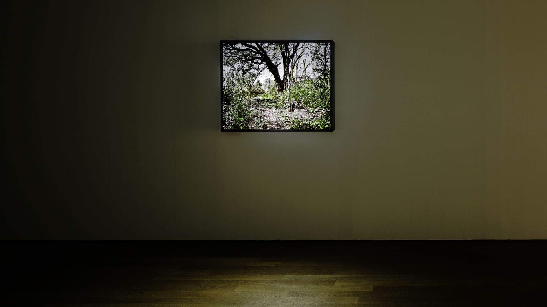 Installation view of Steve McQueen's "Lynching Tree" (2013) at Schaulager Münchenstein/Basel, 2013. (Courtesy of the artist, Marian Goodman Gallery and Thomas Dane Gallery; photo by Tom Bisig)
