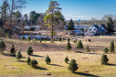 Group to turn Lowell Christmas tree farm into nature sanctuary