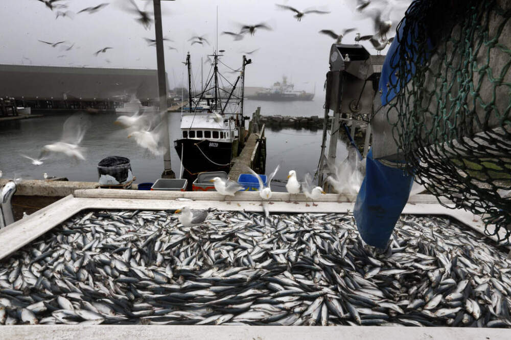 Herring are unloaded from a fishing boat in Rockland, Maine. (Robert F. Bukaty/AP)