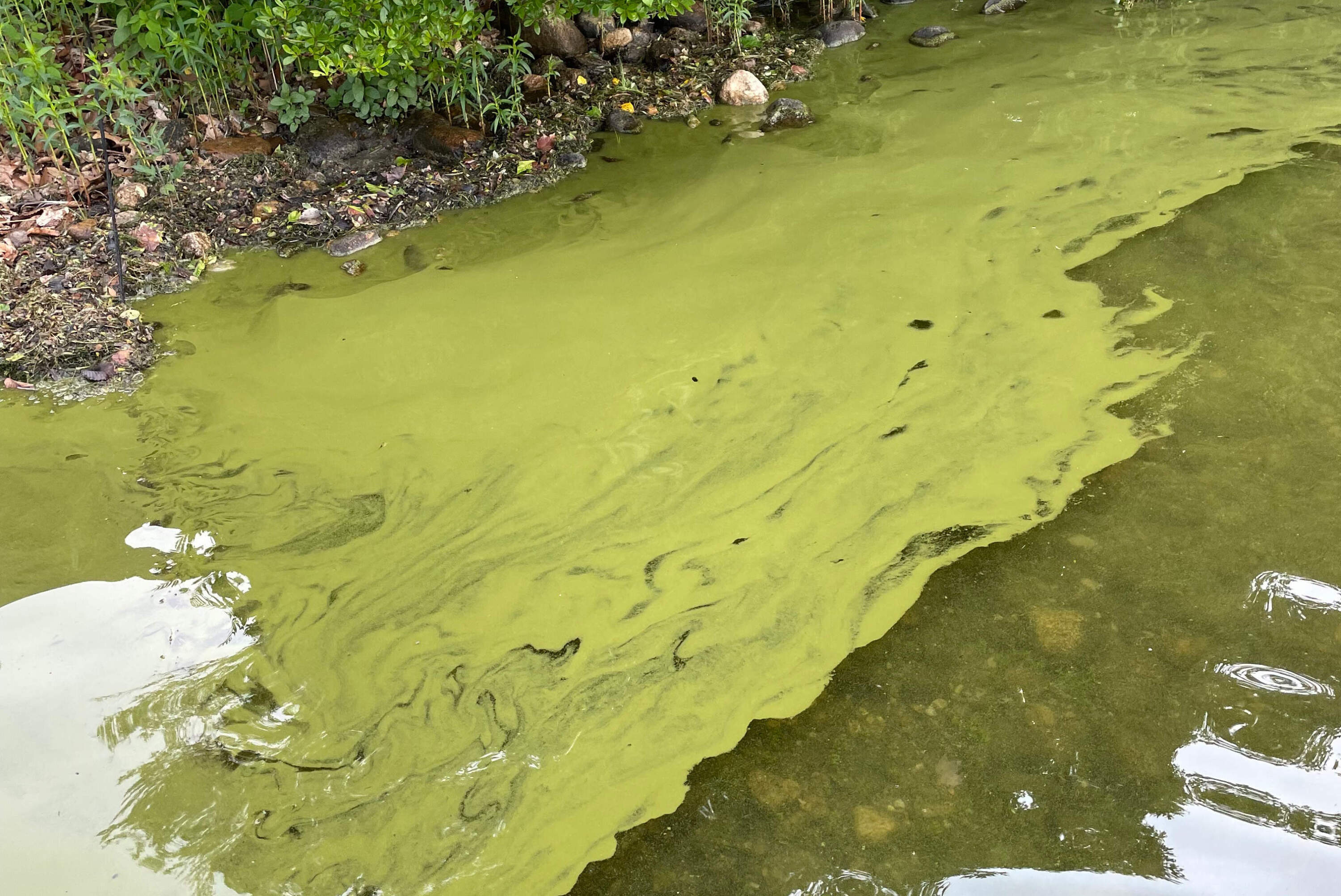 Algae bloom in Wakeby Pond in Mashpee, Mass., June 16, 2023. Courtesy Association to Preserve Cape Cod