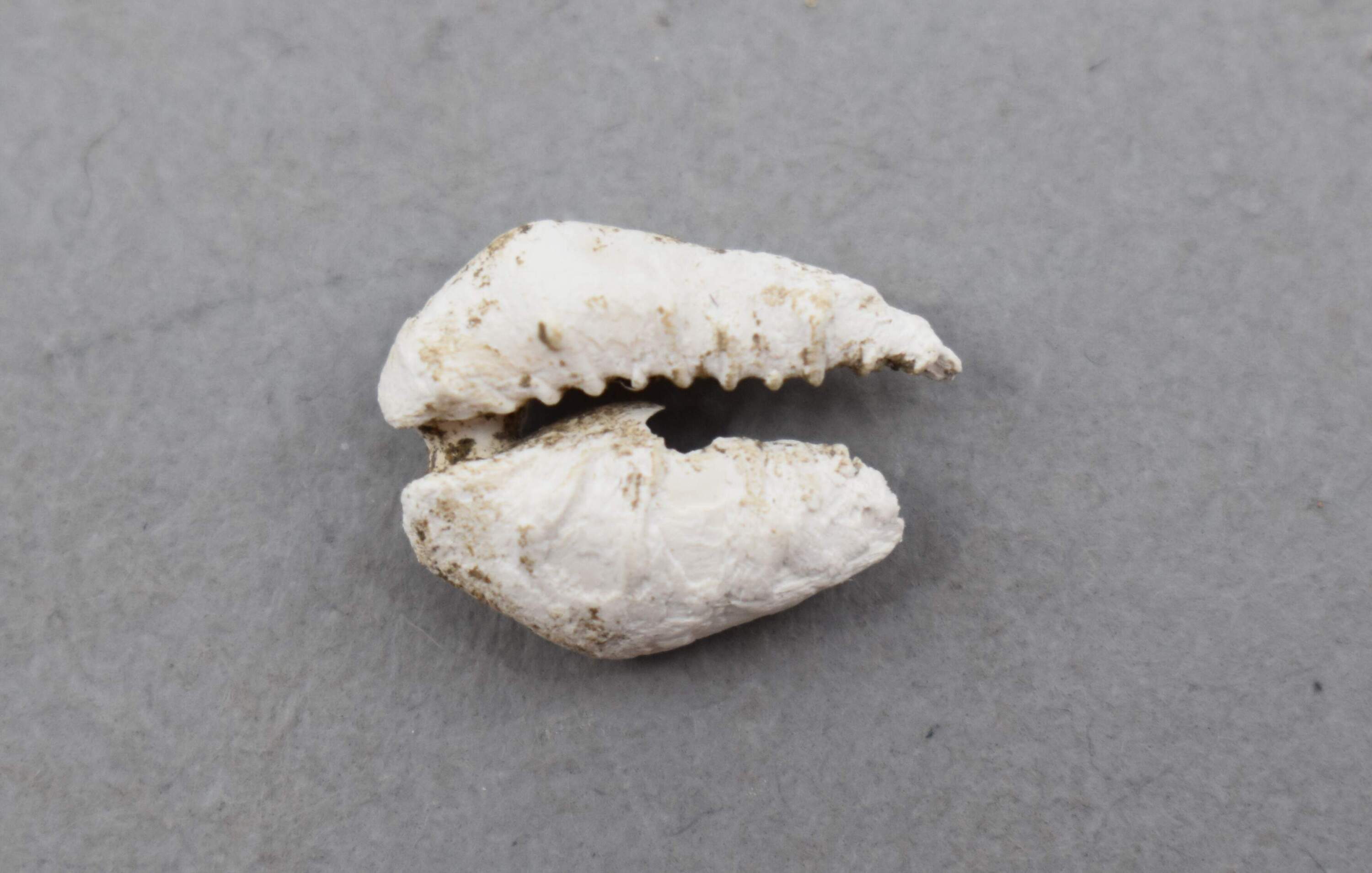 An 18th century cowrie shell found at 42-44 Shirley St. in Roxbury, across the street from the Shirley-Eustis Estate. (Courtesy City of Boston Archaeology Program)